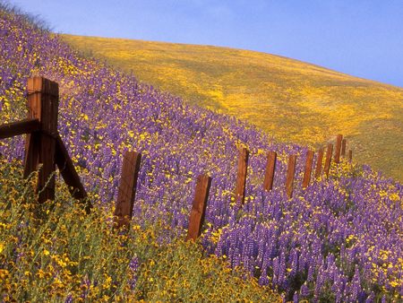 Barbed Wire And Wildflowers  Gorman  California - wildflowers, gorman, california