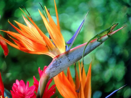 Untitled Wallpaper - bird of paradise, colorful