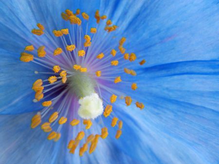 Untitled Wallpaper - blue poppy