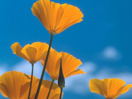 Untitled Wallpaper - siskiyou mountains, oregon, poppies, california poppies, poppy, ashland