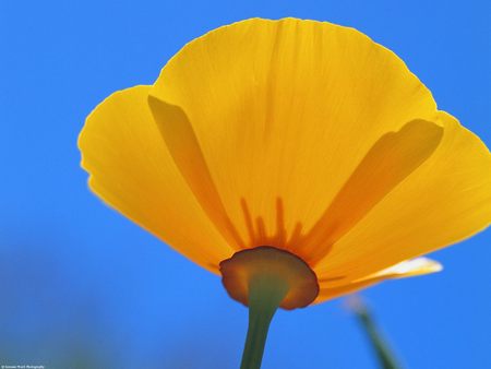 Untitled Wallpaper - california poppies, poppies, poppy