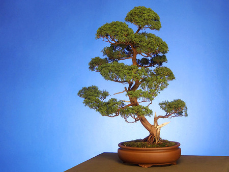 Untitled Wallpaper - chinese juniper, juniper