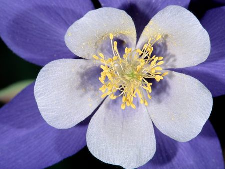 Untitled Wallpaper - columbine, rocky mountain national park, colorado