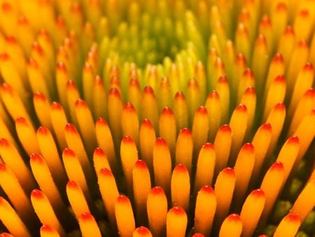 Untitled Wallpaper - pattern, coneflower