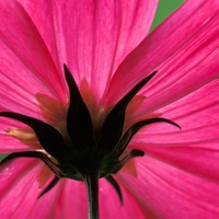 Cosmos Flower