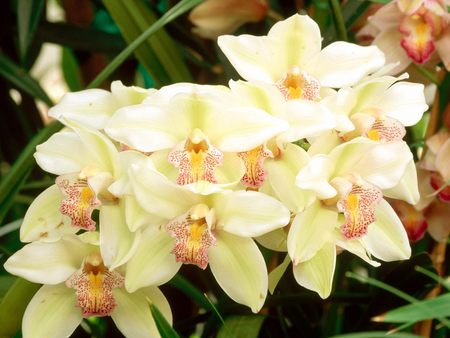 Untitled Wallpaper - orchid, cymbidium orchid