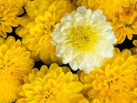 Untitled Wallpaper - dahlia, yellow