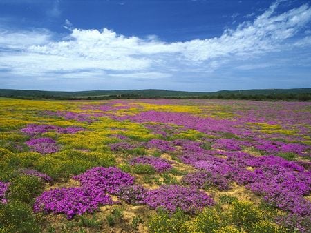 Dew Flowers - Eastern Cape, South Africa - eastern cape, south africa, wildflowers