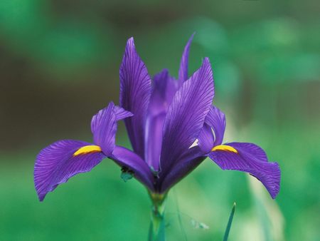 Untitled Wallpaper - iris, domestic iris