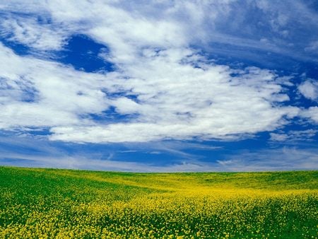 Untitled Wallpaper - windows xp, wildflowers, washington