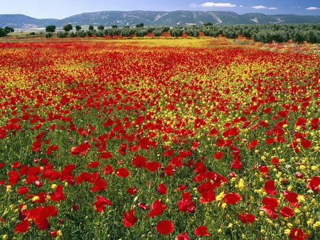 Untitled Wallpaper - wildflowers, poppies, spain, red, ani