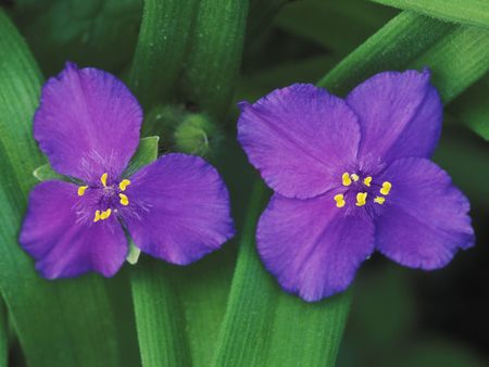 Untitled Wallpaper - spiderwort