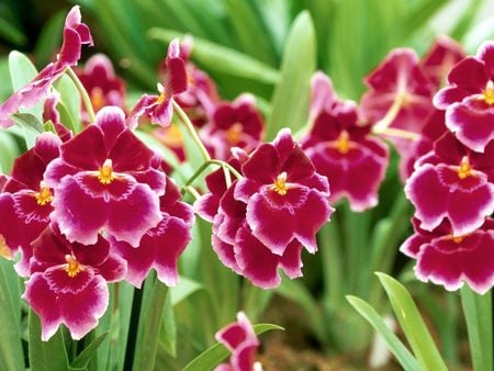 Untitled Wallpaper - orchid, pansy