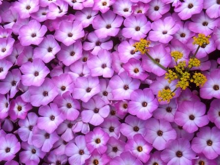 Untitled Wallpaper - phlox, lomatium