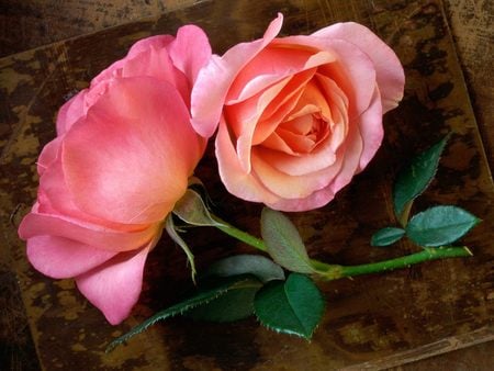 Untitled Wallpaper - rose, pink roses