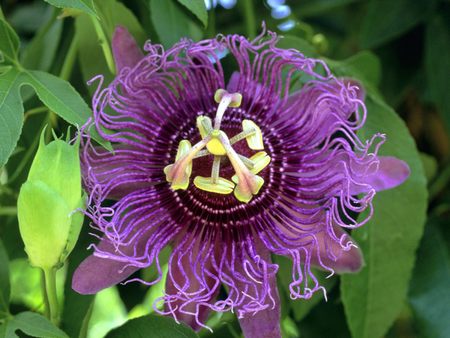 Untitled Wallpaper - passion fruit, passion flower, purple passion fruit flower