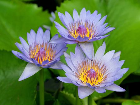 Untitled Wallpaper - lilies, water lilies, purple water lilies, water lily