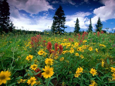 Untitled Wallpaper - rabbit ears pass, rocky mountains, colorado