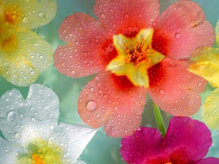 Untitled Wallpaper - dew, water drops, radiant primrose, spring, primrose