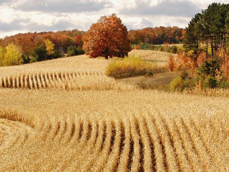 Untitled Wallpaper - michigan, fall, soy bean field, wheat, cadillac