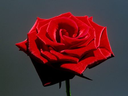 Untitled Wallpaper - rose, red rose