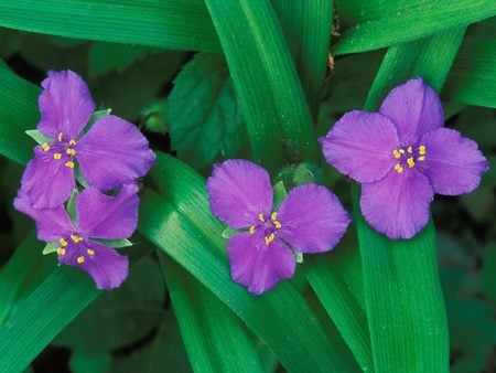 Untitled Wallpaper - spiderwort