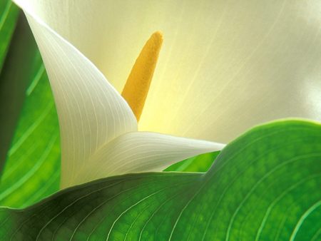 Untitled Wallpaper - calla lily, lily