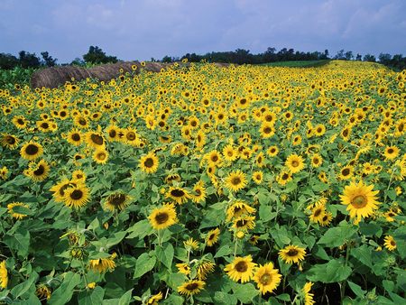 Untitled Wallpaper - field, sunflowers, lexington, kentucky