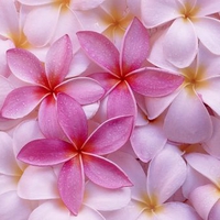 Tropical Plumeria