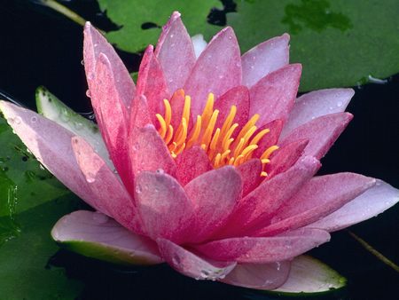 Untitled Wallpaper - lily, water lily