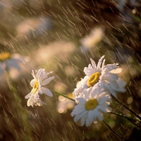 SunShower