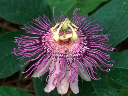 Untitled Wallpaper - passion flower