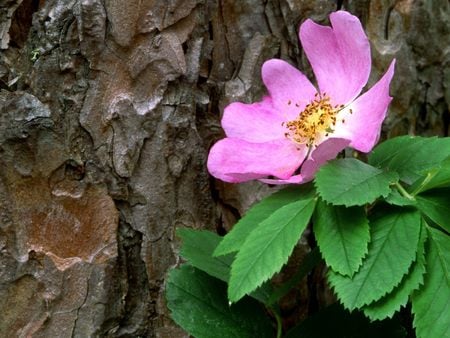 Untitled Wallpaper - canada, wild rose, red pine tree