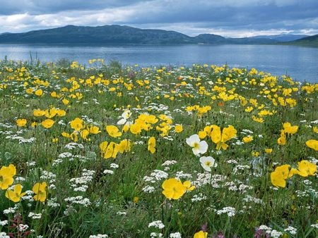 Untitled Wallpaper - canada, arctic poppies, poppies, nain labrador