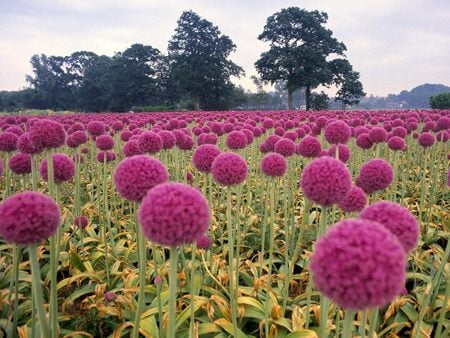 Field of Pink Onions Wassenaar in the Schieland Region Holland The Netherlands - purple, landscape, flowers, schieland region, outdoors, sky, clouds, holland, wassenaar, trees, nature, colors, pink onions, netherlands