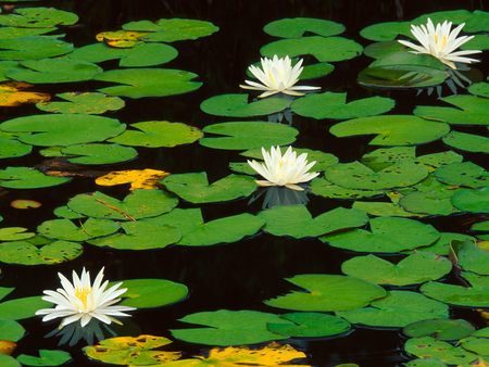 Untitled Wallpaper - water lilies, lilies, waterlilies