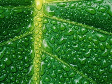 Untitled Wallpaper - leaf, water drops