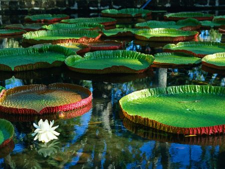 Untitled Wallpaper - water lilies, giant water lilies, waterlilies