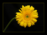 Framed Yellow Flower