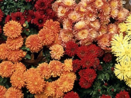 Untitled Wallpaper - mums, hardy mums