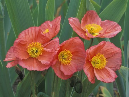 Untitled Wallpaper - hybrid poppies, poppies