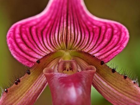 Untitled Wallpaper - orchid, ladyslipper orchid