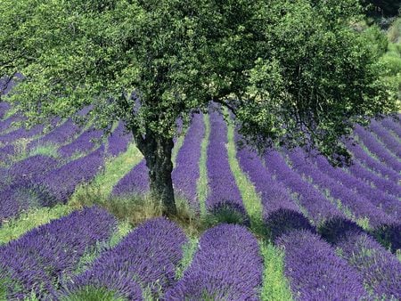 Very Nice Day - provence, france, lavender, providence