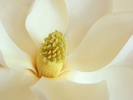 Untitled Wallpaper - magnolia blossom, magnolia