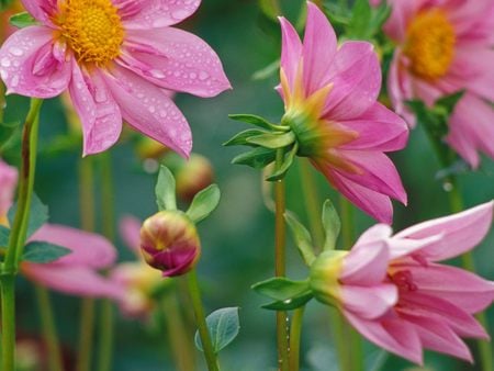 Untitled Wallpaper - moon glow dahlias, dahlias