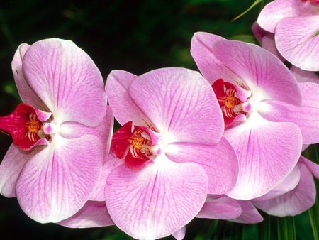 Untitled Wallpaper - orchid, moth orchid