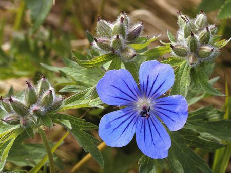 Northern Geranium - state flower, forget-me-not, northern geranium, alaska, geranium