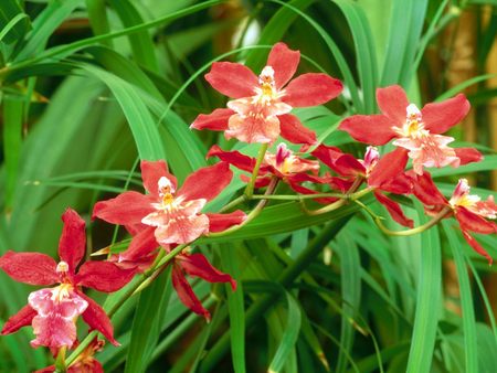 Untitled Wallpaper - oncidium living fire, oncidium