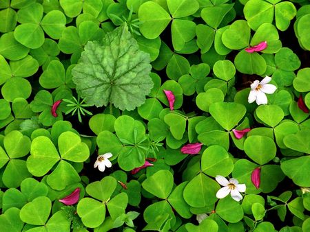 Untitled Wallpaper - oxalis