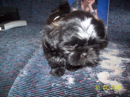 NEW BOY MAX EXPLORING - shih tzu